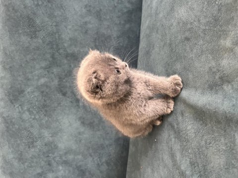 Scottish fold dişi yavru