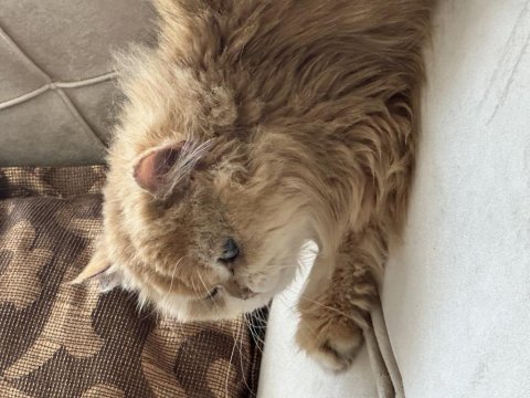 British shorthair golden kedimiz