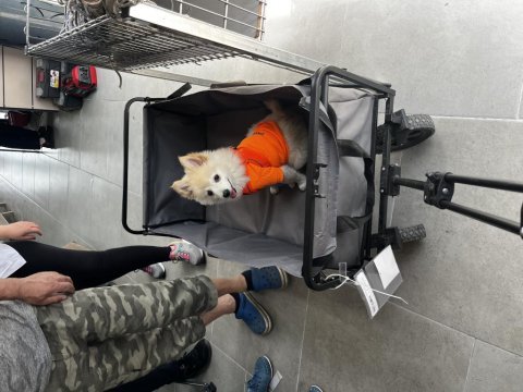 Spitz köpeğimi sahiplendireceğim