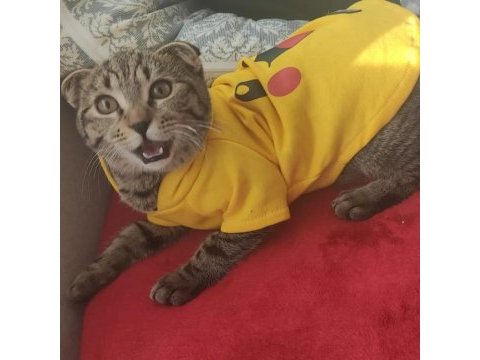 Scottish fold ve norveç orman kedisi melezi