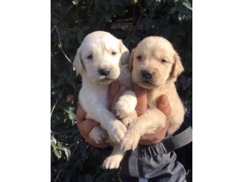 Çiftlikten golden retreiwer