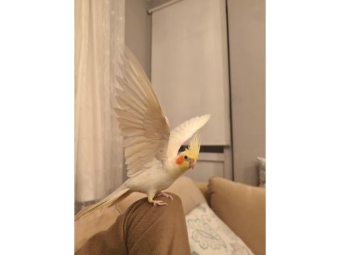 Sultan papağanı erkek yetişkin konuşan ele alışık