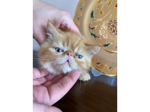 Safkan anne babadan şov kalite exotic shorthair yavrular