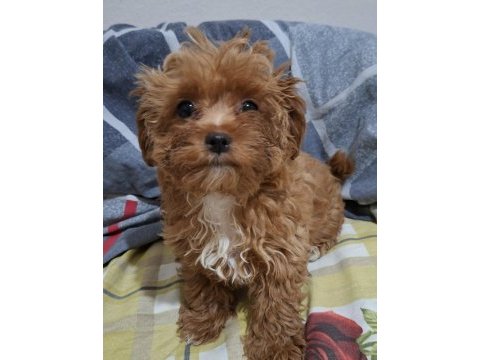 4 aylık dişi maltipoo