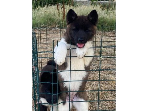 Akita yavrularımız 2 aylık