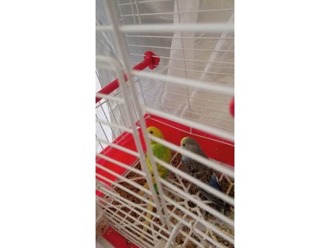 Sahiplendirilecek muhabbet kuşlar