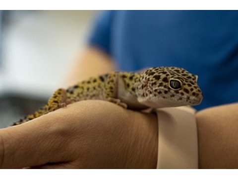 Evcil leopard geckolar