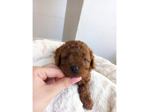 Kore kan poodle sahiplendirme