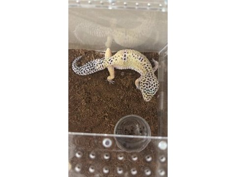 Acil satılık dişi damızlık leopard gecko