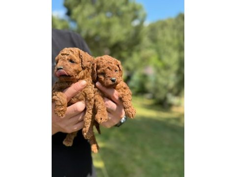 Kore poodle bebekler