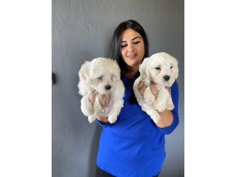 Ufacık maltese terrier yavrularım
