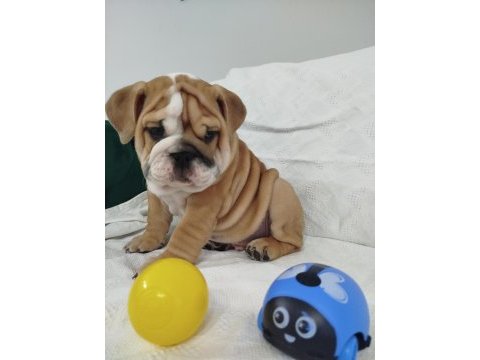 Anatomi harikası ingiliz bulldog bebekler