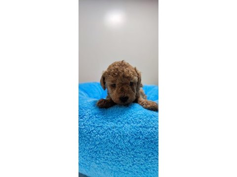 Toy poodle yavrularımı ücretli sahiplendiriyorum
