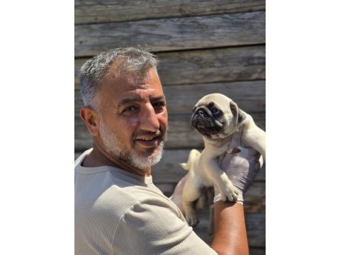 Mükemmel kalitede pug mops yavruları burkemden