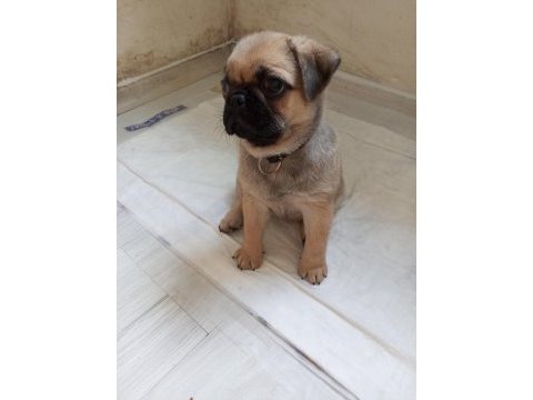 Kendi pug yavrumuz acil