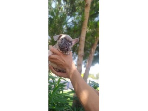 Blue fawn french bulldog