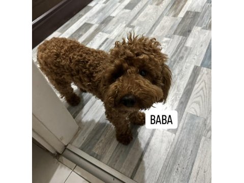Ev ortamında yetişmiş yavru köpekler