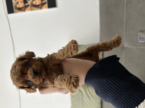 Dişi safkan kore teacup poodle yavruları