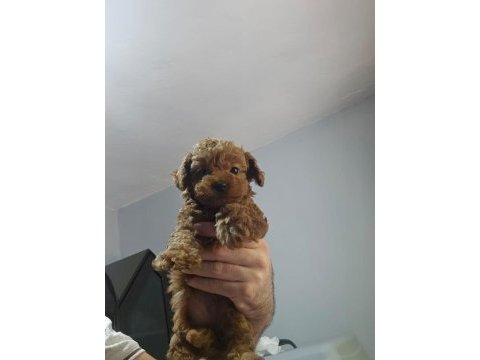 Olağanüstü güzellikte poodle köpekler
