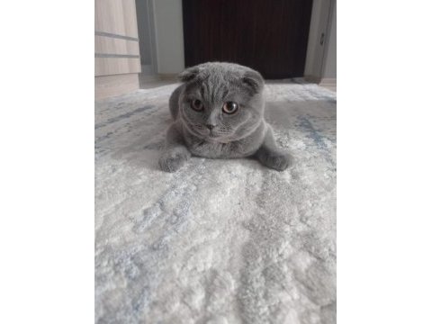 Kedimi sahiplendirmek istiyorum