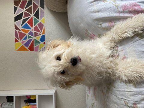 Köpeğimize yeni yuva arıyoruz