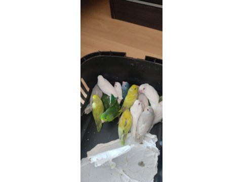 Yeni yeme düşmüş renk renk forpus papağanı yavrular