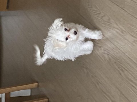Çok sevimli maltese