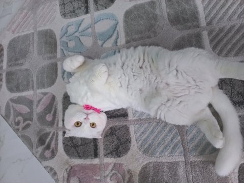 Asil sevimli uysal dişi scottish fold