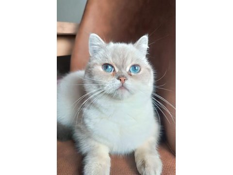 British shorthair silver point
