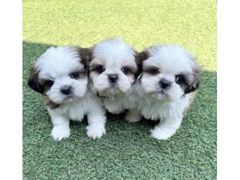A kalite dişi ve erkek shih tzu bebeklerimiz