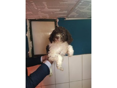 Nadır ırk lagotto romagnolo toy poodle