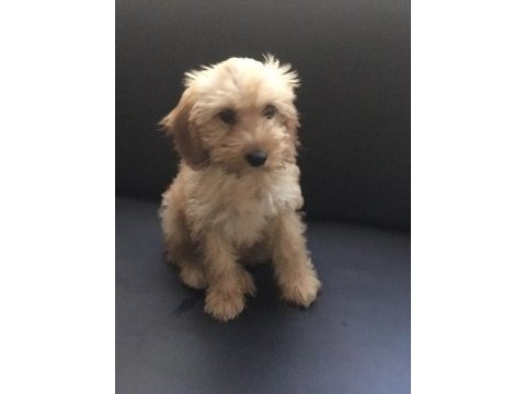 Tuvalet eğitimli maltipoo
