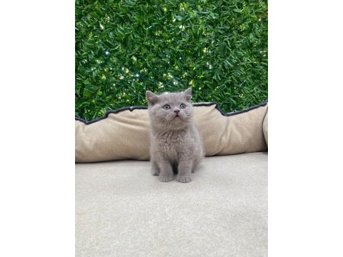 British shorthair lilac
