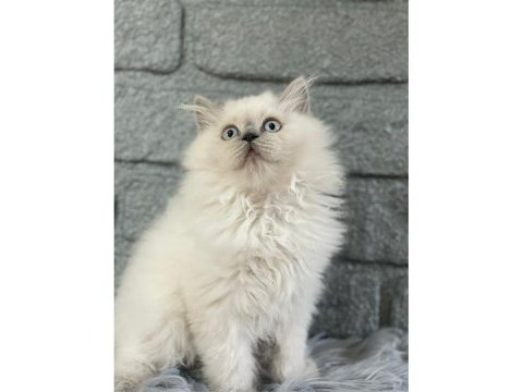 British longhair blue point yavrularımız