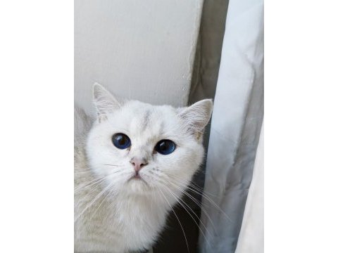 Kedilerim düzgün ailelere sahiplendirme yapılacak