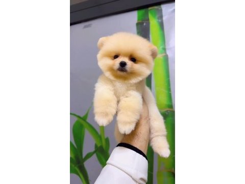En seçkin pomeranian boo yavrularımıza yuva arıyoruz