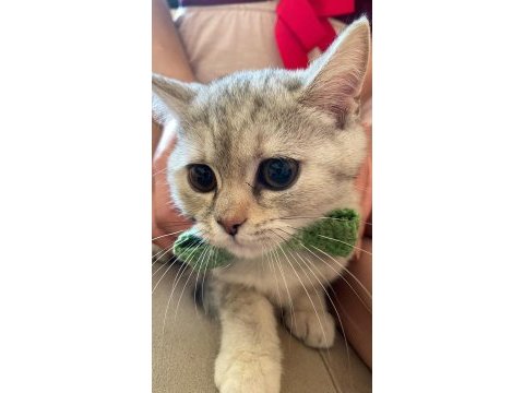 British shorthair melezi