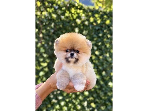 Portakal gibi dişi pomeranian boo