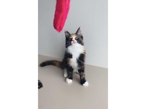 Değerini bilene özel xxl maine coon bebekler 
