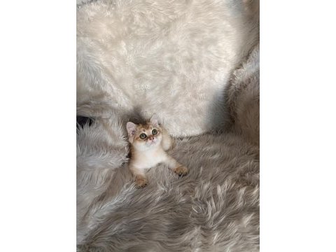 British shorthair golden oğlumuz