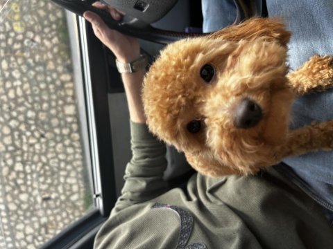 9 aylık toy poodle