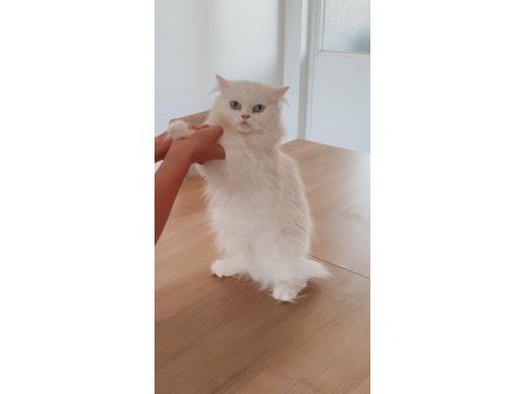 British longhair dişi izmir