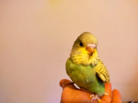 Yavru ele alışık muhabbet kuşları