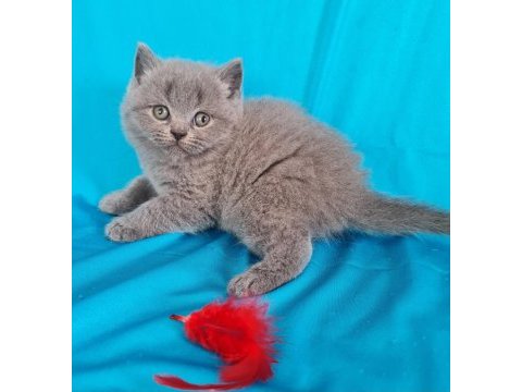 Scottish fold yavrular sahibinden