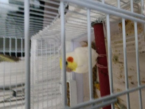 1 ve 2 yaşında sultan papağanı