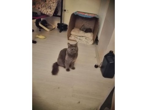 Orijinal dişi british longhair kızgınlıkta yuva arıyor