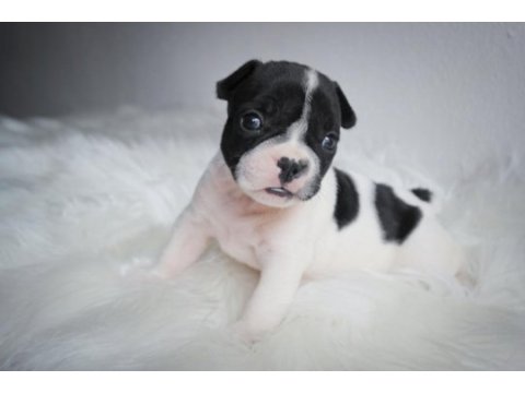 French bulldog yavrularımız