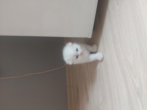 25 günlük yavru sahiplendirilecek british shorthair