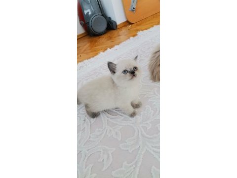 British shorthair yavrularımız teslime hazır hale gelmiştir
