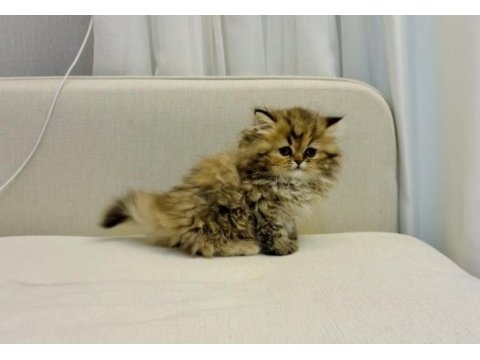 British longhair 2 aylık